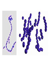 Illustrative PwnHero archive thumbnail for Gram Postitive Cocci Streptococcus; source document not shown